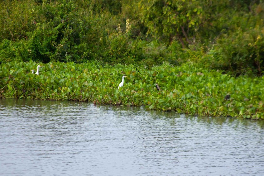 Picture 38 for Activity Kayaking & Floating Village in Siem Reap