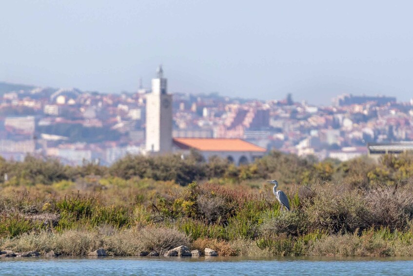 Picture 5 for Activity Birdwatching Boat Tour in the Tagus Estuary