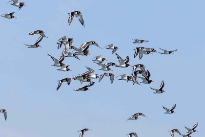 Recorrido en barco para observar aves en el estuario del Tajo