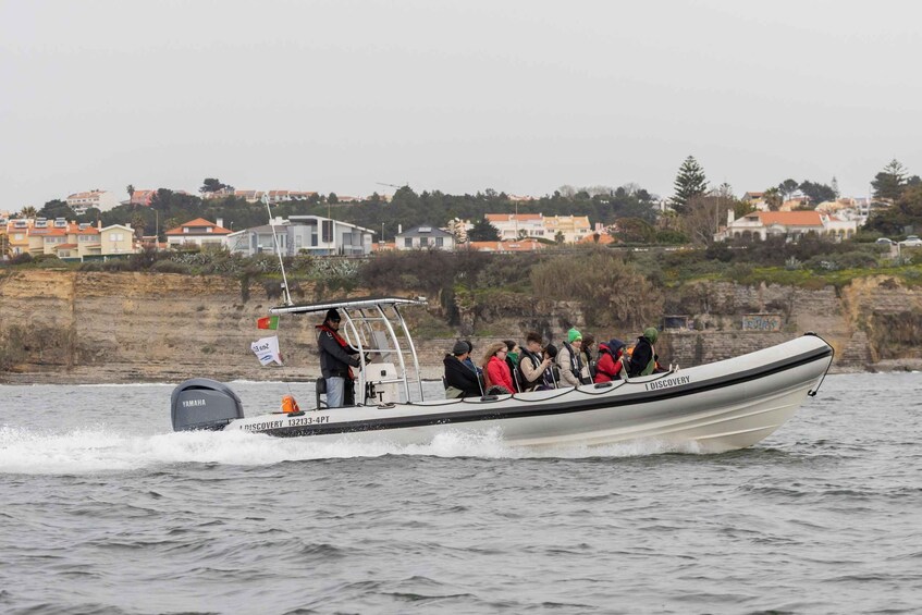 Picture 1 for Activity Birdwatching Boat Tour in the Tagus Estuary