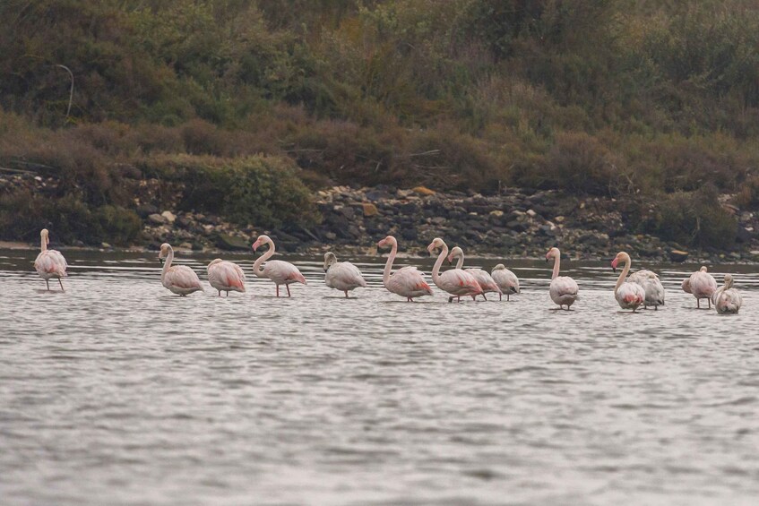 Picture 3 for Activity Birdwatching Boat Tour in the Tagus Estuary