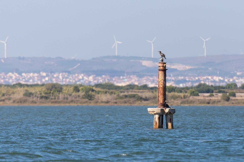 Picture 2 for Activity Birdwatching Boat Tour in the Tagus Estuary