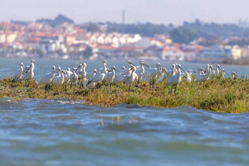Picture 7 for Activity Birdwatching Boat Tour in the Tagus Estuary