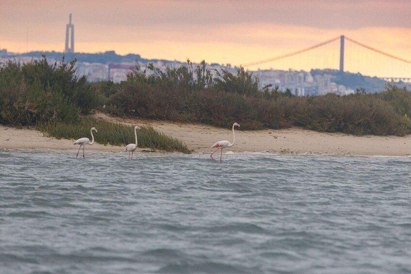 Picture 4 for Activity Birdwatching Boat Tour in the Tagus Estuary