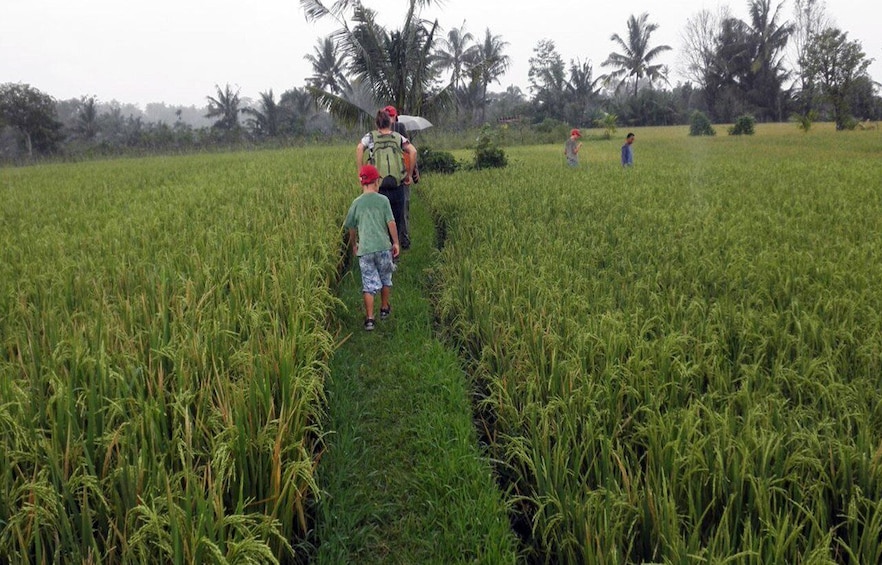 Picture 6 for Activity Lombok Rice Field Walking Tour