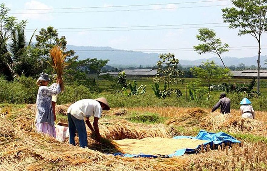 Picture 3 for Activity Lombok Rice Field Walking Tour