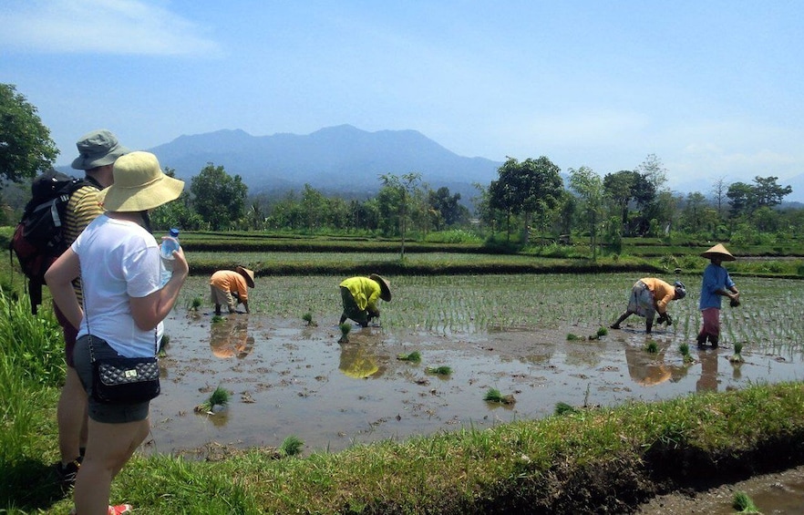 Picture 2 for Activity Lombok Rice Field Walking Tour