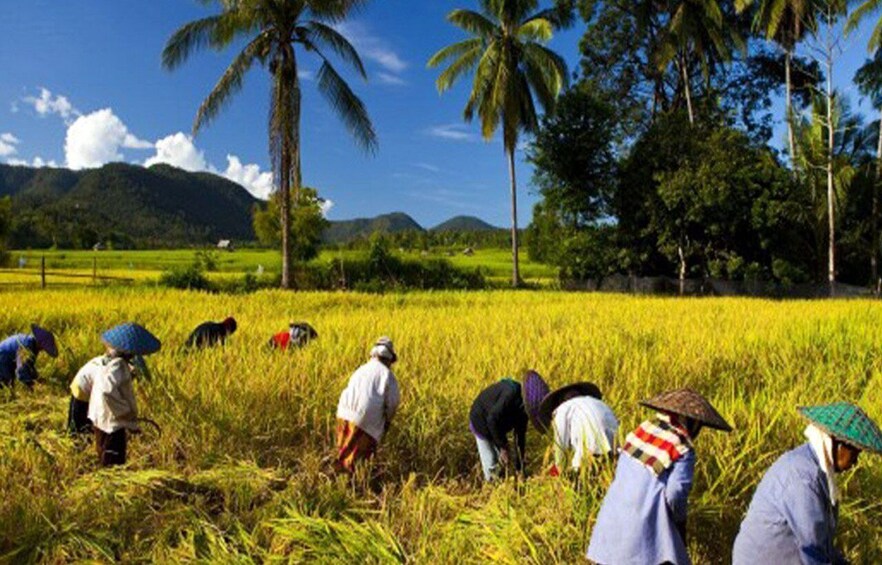 Picture 5 for Activity Lombok Rice Field Walking Tour