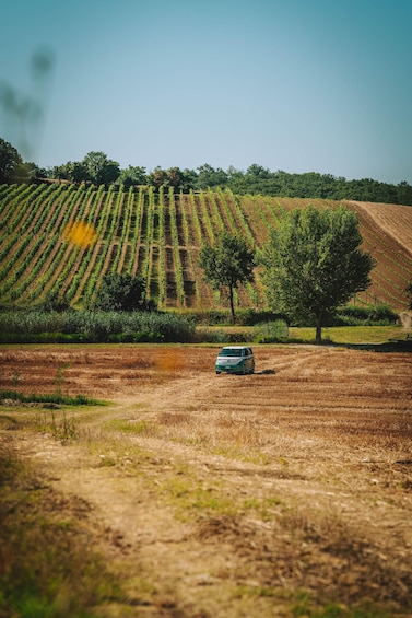 Picture 1 for Activity Montepulciano: Guided Wine Tasting Tour with Lunch