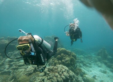 Aruba: Mangel Halto Reef & Hole in the Wall Shore Scuba Dive