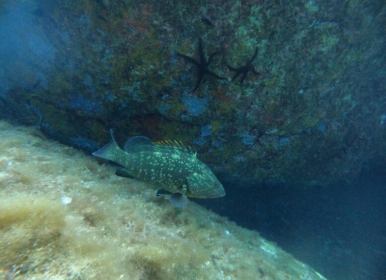 Picture 3 for Activity Villasimius: Snorkeling Tour in Capo Carbonara