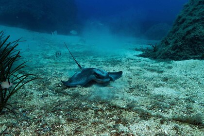 Villasimius: Snorkelling Tour in Capo Carbonara