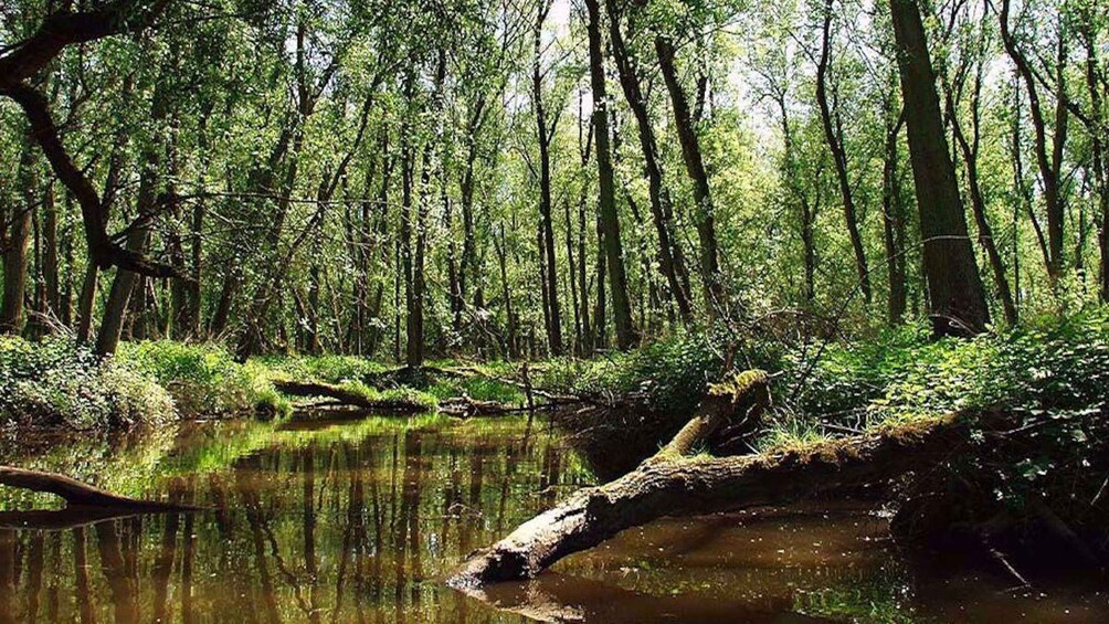 Picture 10 for Activity Biesbosch: Boat Cruise through National Park