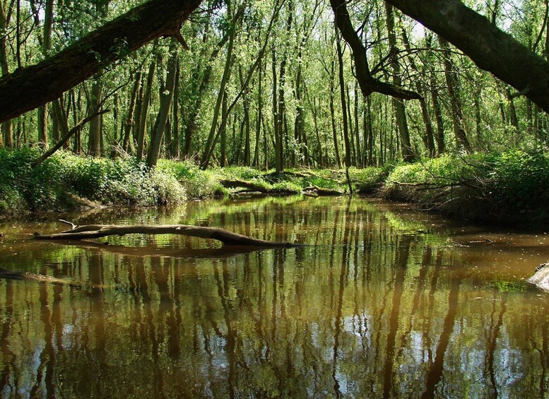 Picture 4 for Activity Biesbosch: Boat Cruise through National Park