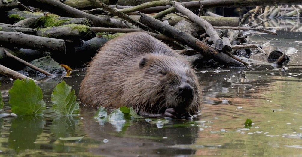 Picture 3 for Activity Biesbosch: Boat Cruise through National Park