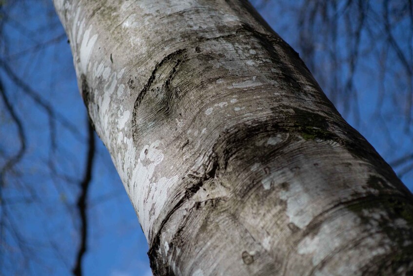 Picture 4 for Activity Near Rome: Hike in the ancient UNESCO-heritage forest