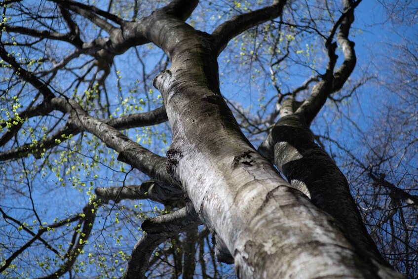 Picture 3 for Activity Near Rome: Hike in the ancient UNESCO-heritage forest