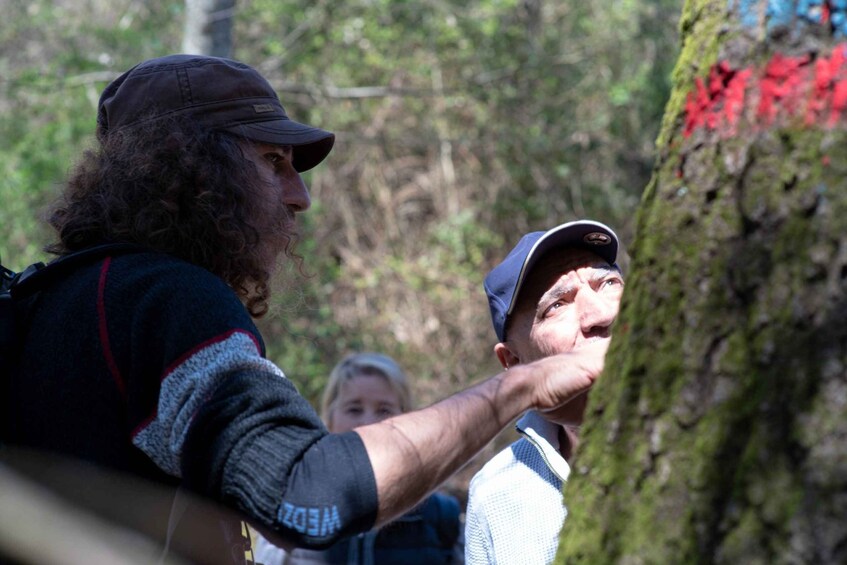 Picture 2 for Activity Near Rome: Hike in the ancient UNESCO-heritage forest