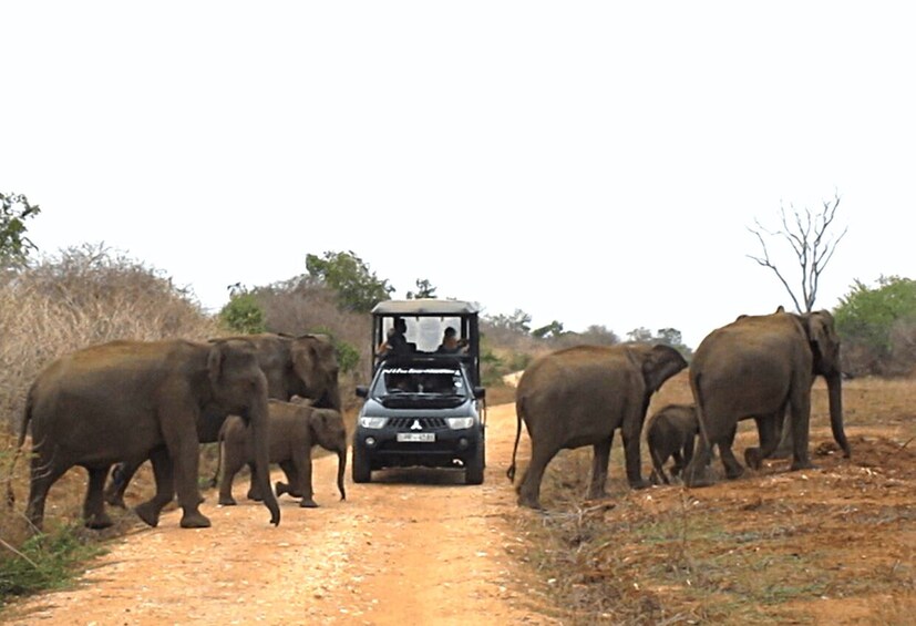 Picture 4 for Activity Udawalawe: Full-Day Safari Experience with Lunch