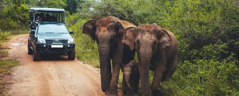 Picture 1 for Activity Udawalawe: Full-Day Safari Experience with Lunch