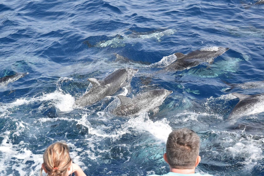 Picture 6 for Activity Gran Canaria: Dolphin and Whale Watching Cruise