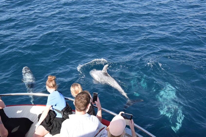 Picture 5 for Activity Gran Canaria: Dolphin and Whale Watching Cruise