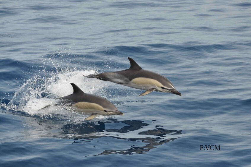 Picture 3 for Activity Gran Canaria: Dolphin and Whale Watching Cruise