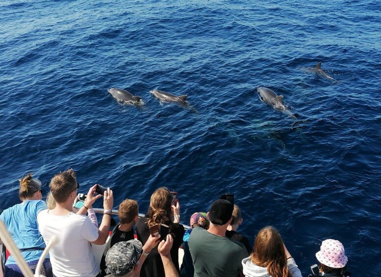 Picture 4 for Activity Gran Canaria: Dolphin and Whale Watching Cruise