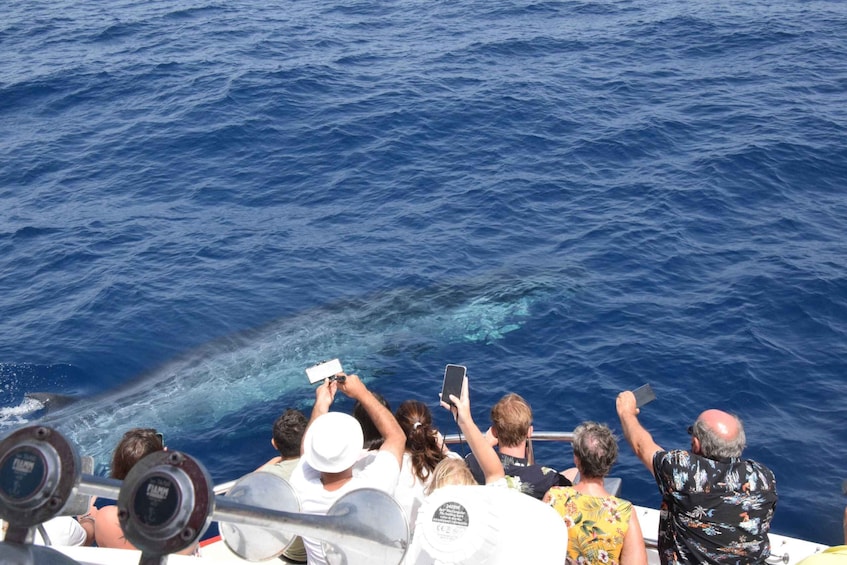 Picture 7 for Activity Gran Canaria: Dolphin and Whale Watching Cruise