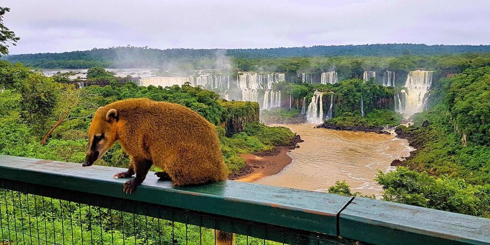 Picture 2 for Activity From Foz do Iguazu: Brazil Iguazu Falls & Macuco Safari Boat