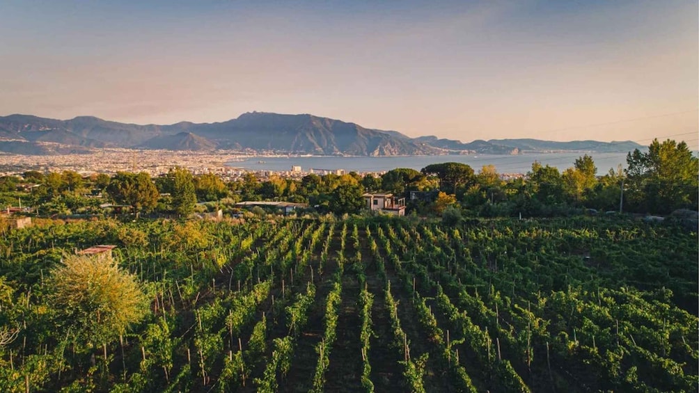 Picture 9 for Activity Vesuvio National Park: Wine Tasting & Tour with Light Lunch