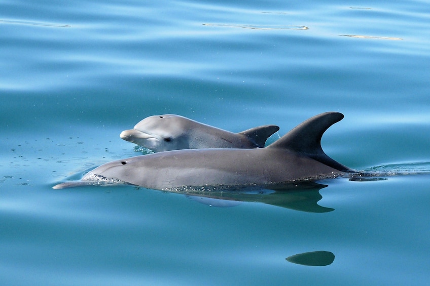 Two Dolphins