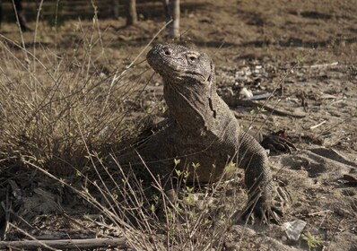Komodo Insel: 3D2N Private Holzboot + Hotelaufenthalt Tour