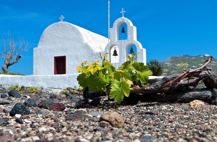 Picture 3 for Activity Santorini's "Wine Roads": Wine Tasting Tour at 3 Wineries