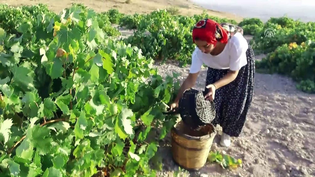 Picture 4 for Activity Cappadocia: Private Half-Day Vineyards & Wine Tasting Tour