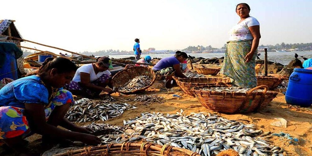 Picture 9 for Activity Negombo: Lagoon Fishing Tour from Colombo Harbour!