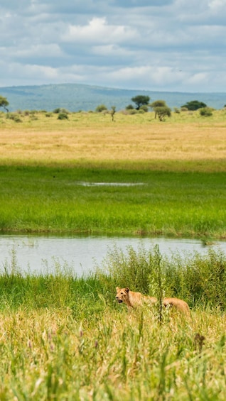 Picture 57 for Activity From Arusha: 3-Day Safari Tarangire, Ngorongoro and Manyara