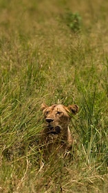 Fra Arusha: 3-dagers safari Tarangire, Ngorongoro og Manyara