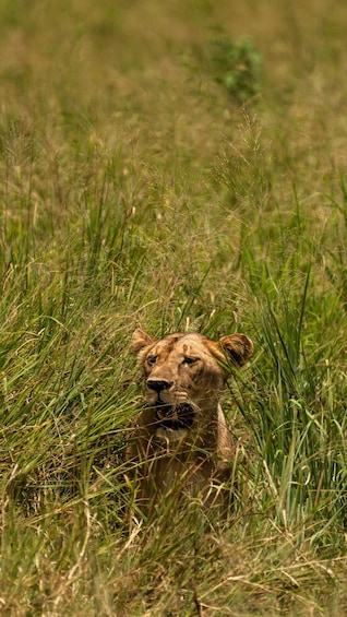 From Arusha: 3-Day Safari Tarangire, Ngorongoro and Manyara