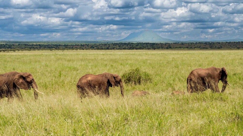 Picture 69 for Activity From Arusha: 3-Day Safari Tarangire, Ngorongoro and Manyara