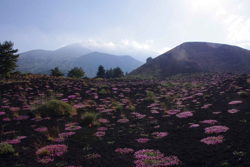 Picture 1 for Activity Etna Private Sunset Tour with Prosecco