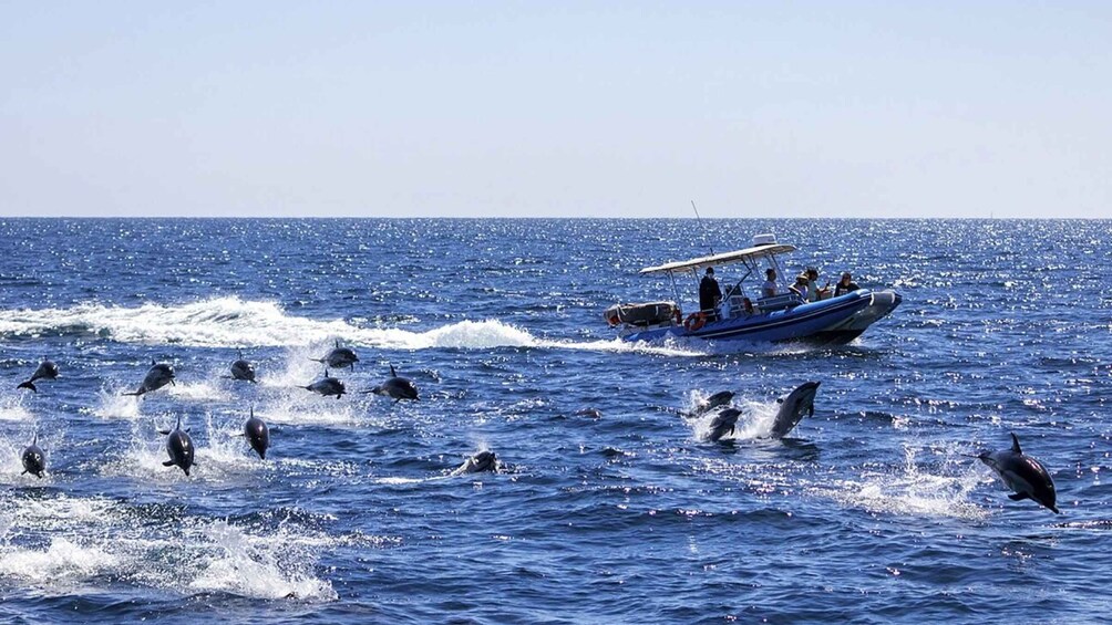 Dolphin Tour, Ngonga Cave, Jozani Forest, The Island Pongwe