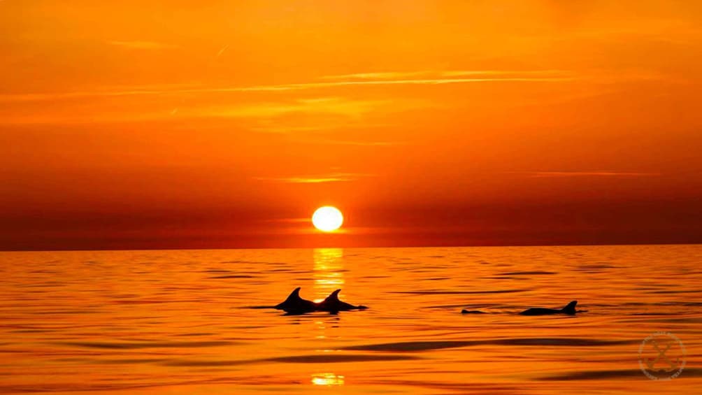 Picture 30 for Activity Pula: National Park Brijuni Island Visit & Dolphin Cruise