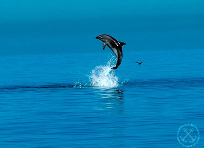 Picture 21 for Activity Pula: Brijuni National Park & Jerolim Island Dolphin Cruise