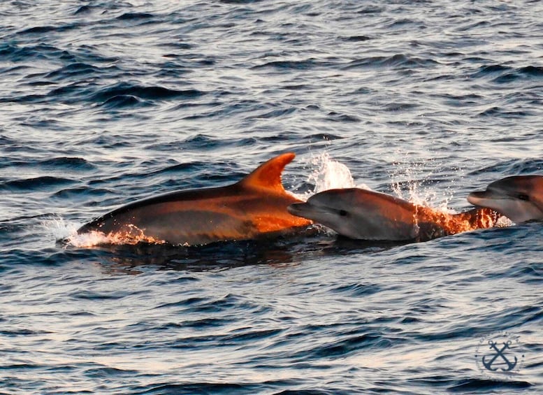 Picture 25 for Activity Pula: National Park Brijuni Island Visit & Dolphin Cruise