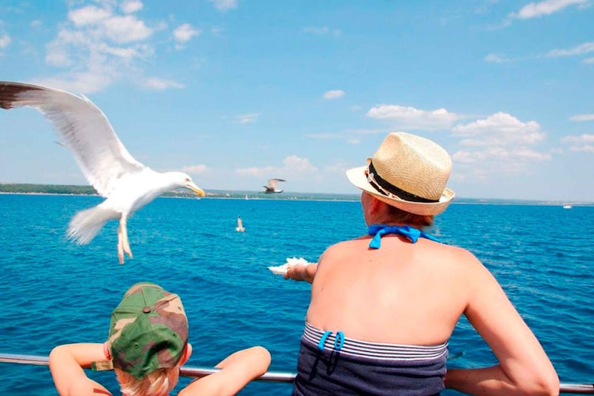 Picture 10 for Activity Pula: National Park Brijuni Island Visit & Dolphin Cruise