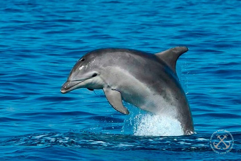 Picture 20 for Activity Pula: Brijuni National Park & Jerolim Island Dolphin Cruise