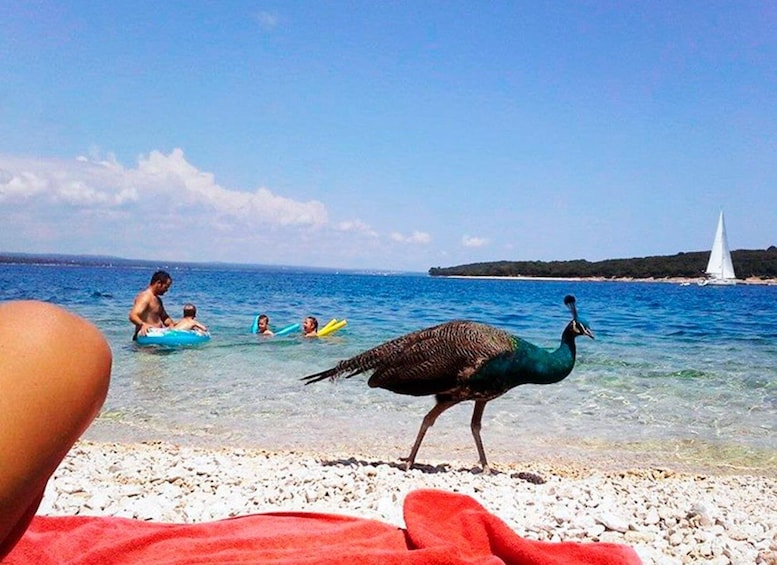 Picture 12 for Activity Pula: National Park Brijuni Island Visit & Dolphin Cruise