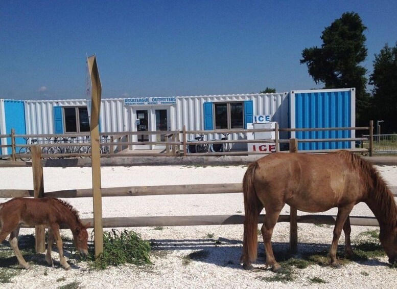 Picture 2 for Activity Assateague Island: Bike Rental from the Bayside Stand