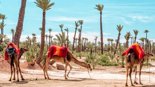 Marrakech : Excursion d'une demi-journée dans le désert en quad et à dos de...